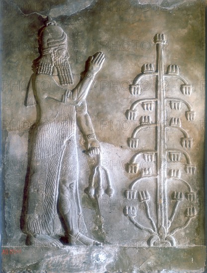 Sargon I, king of Mesopotamia who reigned c2334-c2279 BC. Founder of the Akkadian Semitic dynasty. Sargon standing before a tree of life. Stone relief. Louvre, Paris.
