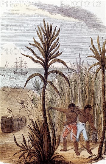 Slaves cultivating sugar cane in the West Indies