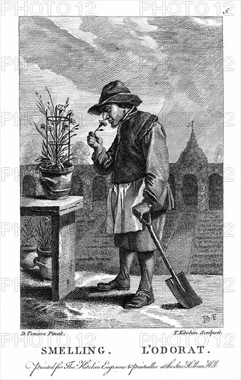 Gardener smelling a carnation or pink