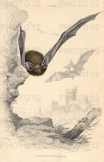 Pipistrelle Bat