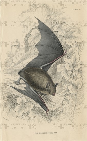 Natterer's Bat