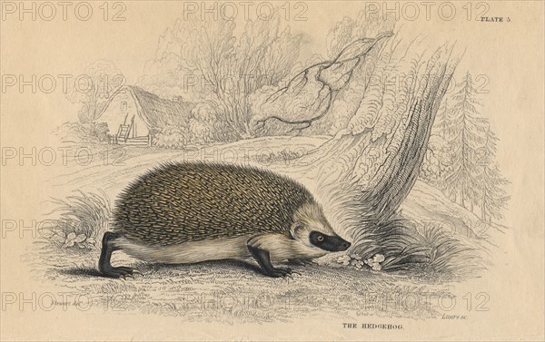 Hedgehog