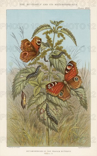 Metamorphoses of the Peacock butterfly