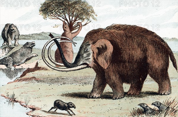 Woolly Mammoth