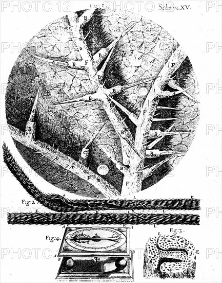 "Micrographia" London 1665.