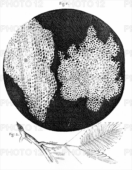 Hooke's observations of cellular structure of cork