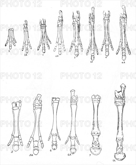 Evolution of the horse: Diagram of 7 stages in development of hind and forelimbs from 1,1A Eohippus; 2,2A Orohippus; 3,3A Mesohippus,; 4,4A Hypohippus; 5,5A Merychippus; 6,6A Hipparion; 7,7A modern horse