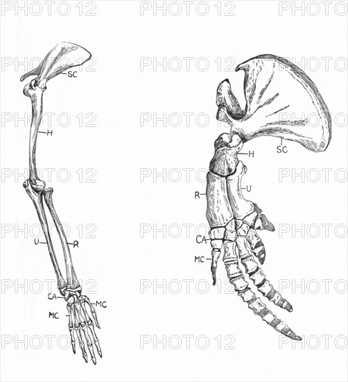 Homology: A: Fore-limb of monkey