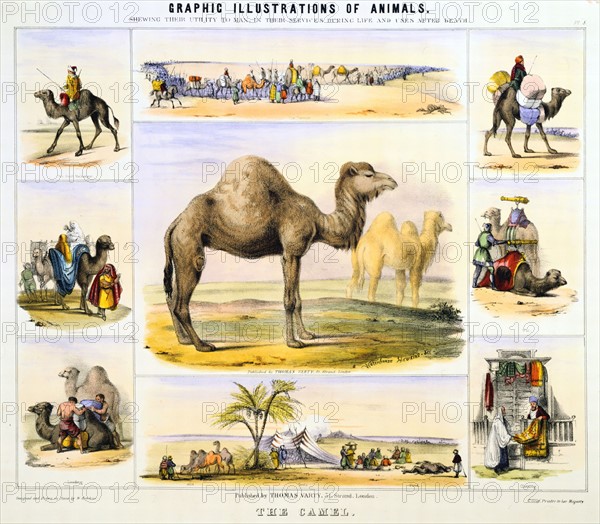 THE CAMEL