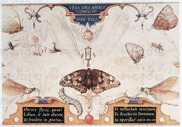 Diptych with flowers and insects', 1591