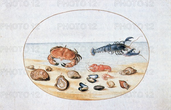 Hoefnagel, Sells and Shellfish
