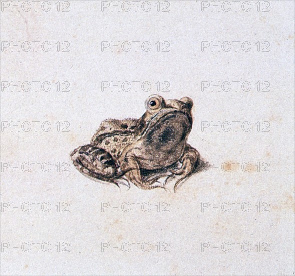 Hoefnagel, Green Frog