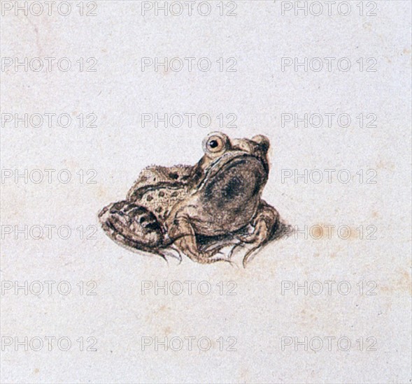 Green Frog', 16th century