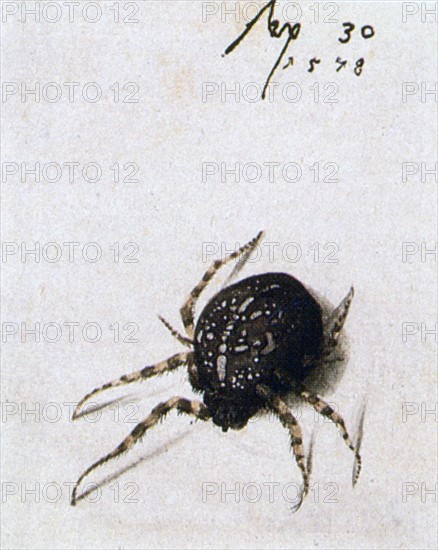 Hoefnagel, Female Spider