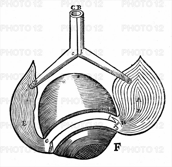 Descartes' model of the antagonistic eye muscles A,E