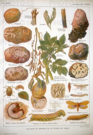 Potato blight