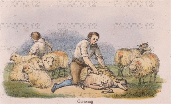 Shearing sheep