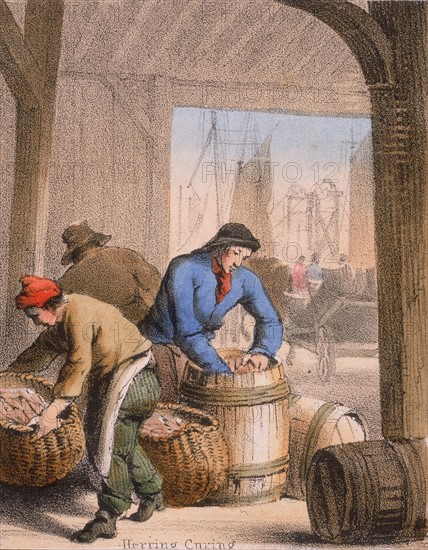 Curing herring by salting andpacking into barrels