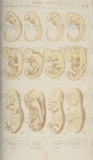 Mammal embryos