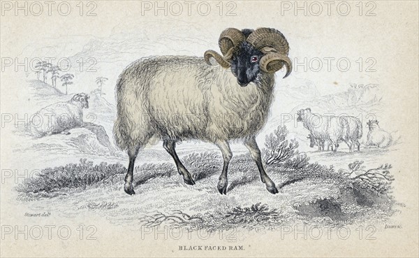 Black faced ram