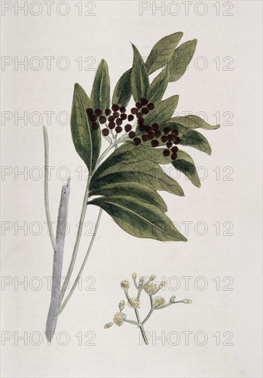 Allspice