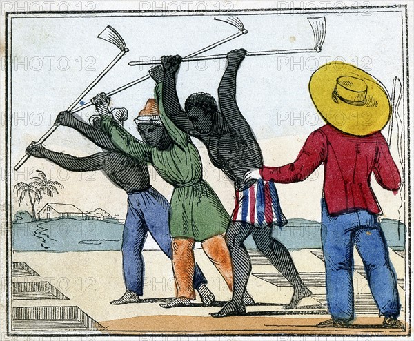 Black slaves working in the cane fields: Holing