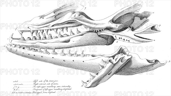 Mososaurus