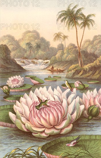 Victoria Regia, the giant South American waterlily