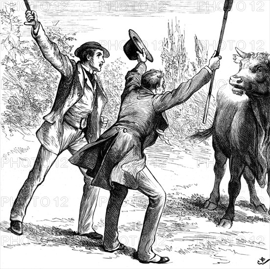 Johnny Eames helping Lord de Guest escape from the angry bull