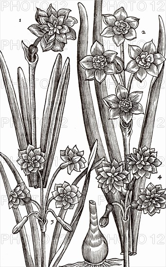 Varieties of Narcissus or Daffodil