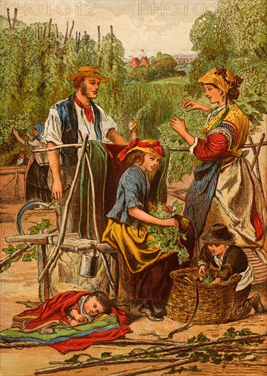 Gathering hops. Families from the poor districts of London, England, would travel by train to the Kentish hopfields to spend a working holiday.  In many instances the employers provided hutted accommodation for the families. Chromolithograph c1870.