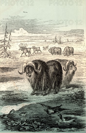 Musk Ox