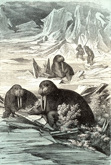 Hunting Walrus