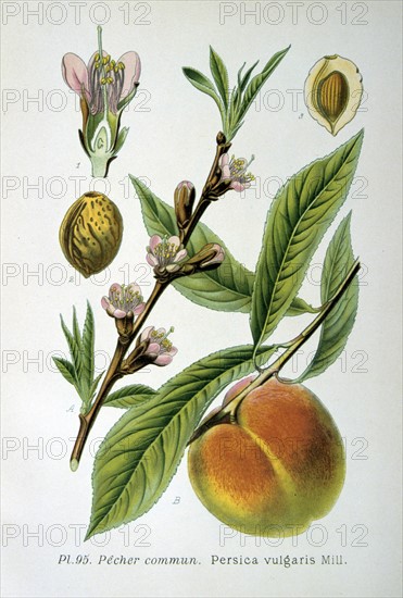 Common Peach