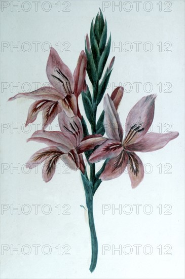 Gladiolus: Watercolour by George Sand