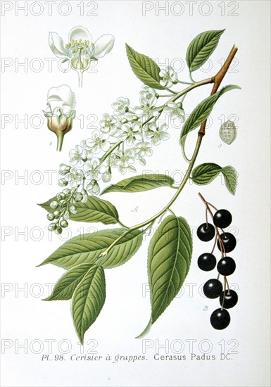 Bird Cherry