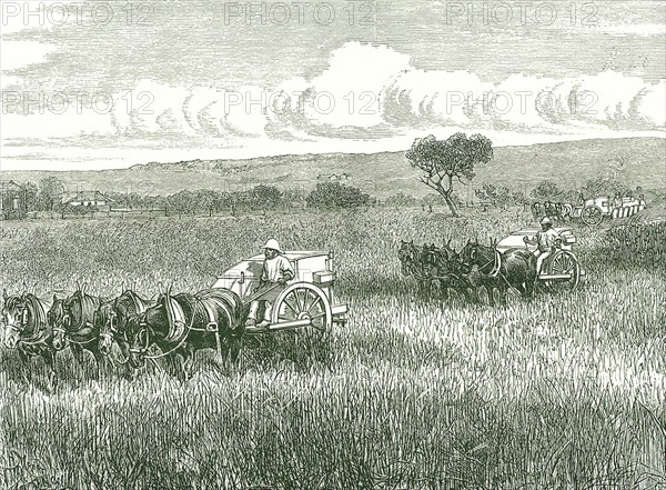 Horse-drawn mechanical harvesters in use near Adelaide, Australia