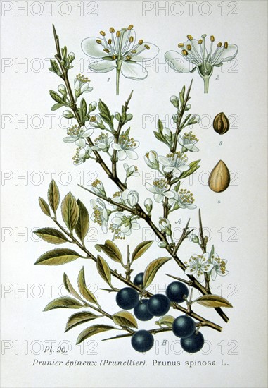 Blackthorn or Sloe (Prunus spinosa). Sprigs showing fowers and fruit. Deciduous shrub or small tree native to Europe and western Asia. Widespread in British hedgerows. From Amedee Masclef "Atlas des Plantes de France", Paris, 1893.