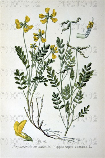 Horseshoe Vetch (Hippicrepis comosa) common plant of chalk and limestone turf. Food plant of the Chalkhill Blue butterfly (Polyommatus coridon). From Amedee Masclef "Atlas des Plantes de France", Paris, 1893.