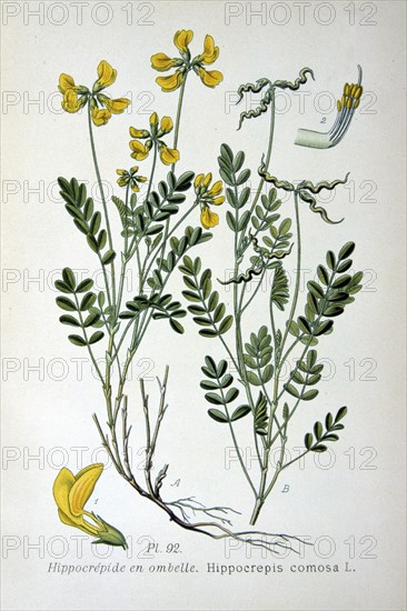 Horseshoe Vetch