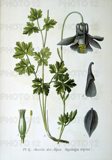 Alpine columbine (Aquilegia alpina)a plant native to the Swiss Alps and the Northern Appenines. From Amedee Masclef "Atlas des Plantes de France", Paris, 1893.