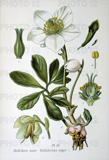Christmas Rose or Black Hellebore (Helleborus niger) winter flowering herbaceous perennial native to Europe and Asia. From Amedee Masclef "Atlas des Plantes de France", Paris, 1893.