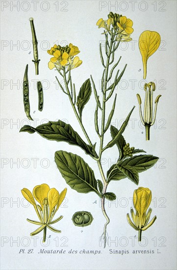 Charlock or Wild Mustard