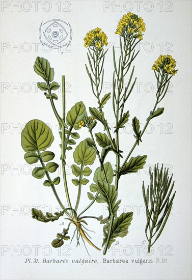 Common Bittercress or Yellow Rocket