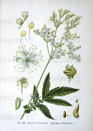 Meadowsweet