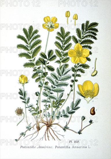 Common Silverweed