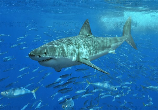 Un requin avec un banc de poisson nageant en dessous