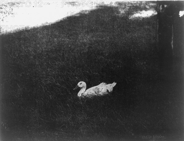 "The simple life" by  Gertrude Käsebier