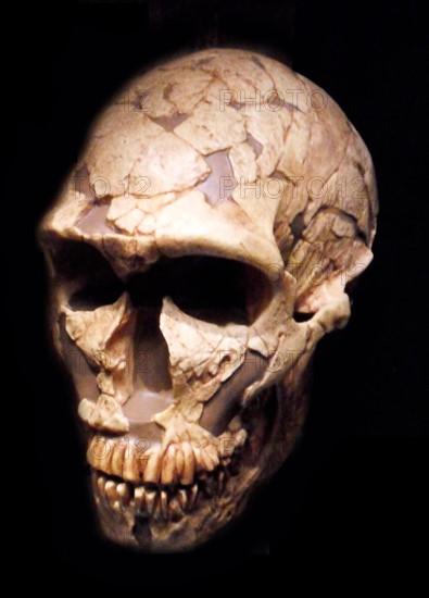 Early hominid skull