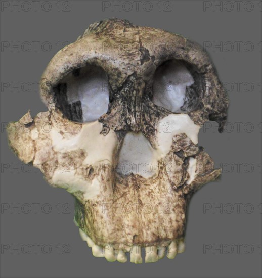 Paranthropus boisei